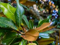 Fruchtzapfen an einem Amerikanischen Magnolienbaum